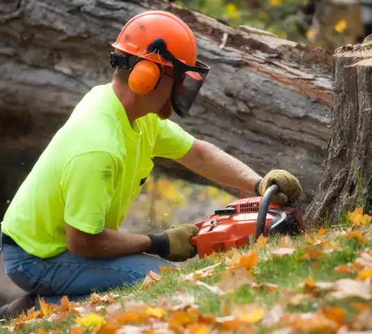 tree services North Chevy Chase